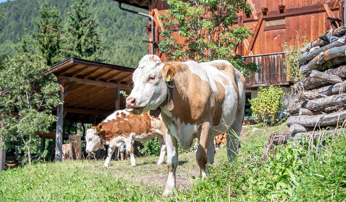 Benessere degli animali